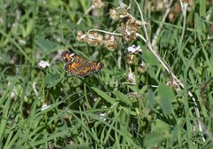 Phyciodes phaon phaon