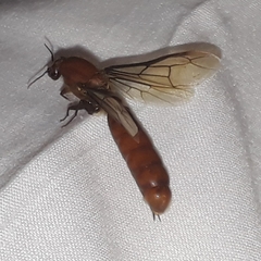 Dorylus helvolus