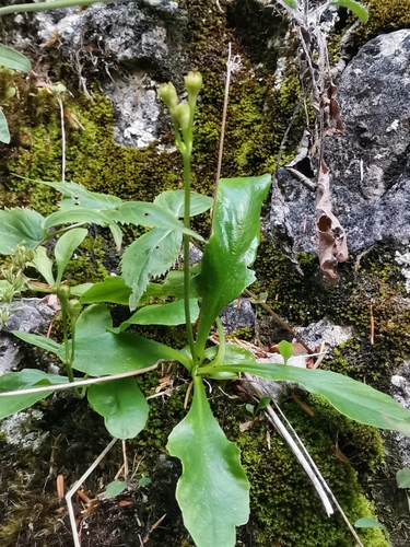 Primula carniolica (Primula carniolica)