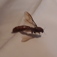 Dorylus helvolus