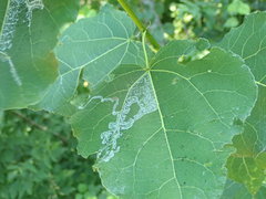 Phyllocnistis labyrinthella