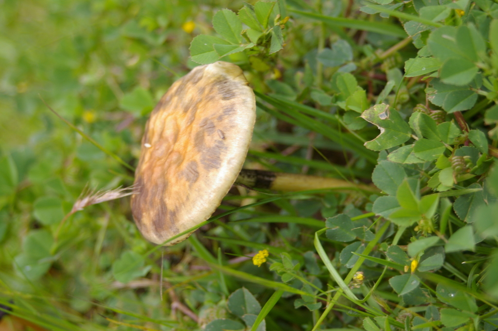 Psilocybe cubensis · October 2006 · photo: © doppelganger (iNaturalist, cc0)