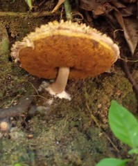 Boletellus ananas