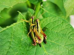 Micropodisma salamandra