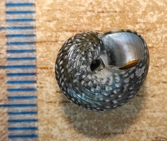 Steromphala umbilicaris