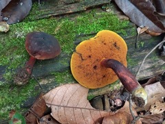 Cyanoboletus
