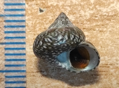Steromphala umbilicaris