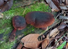 Cyanoboletus