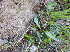 Claytonia multiscapa pacifica