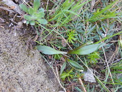Claytonia multiscapa pacifica