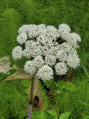 Angelica genuflexa