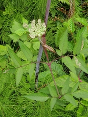 Angelica genuflexa