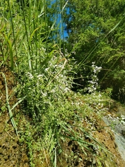 Galium elongatum