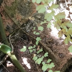 Adiantum concinnum
