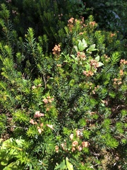 Phyllodoce glanduliflora