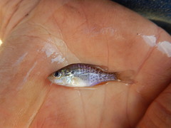 Lepomis humilis