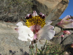 Alstroemeria magnifica