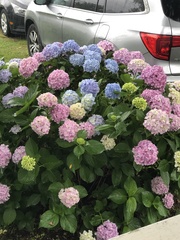 Hydrangea macrophylla
