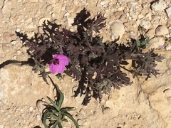 Erodium crassifolium