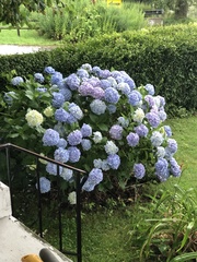 Hydrangea macrophylla