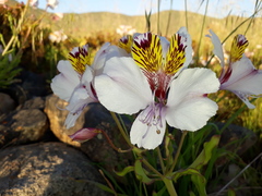 Alstroemeria magnifica