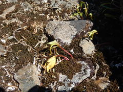 Claytonia multiscapa pacifica