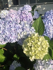 Hydrangea macrophylla