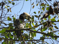 Anthracoceros albirostris