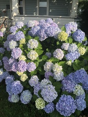 Hydrangea macrophylla