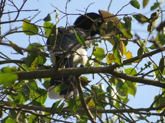 Anthracoceros albirostris