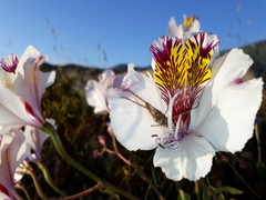 Alstroemeria magnifica maxima