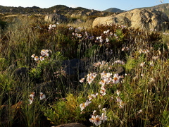 Alstroemeria magnifica maxima