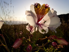 Alstroemeria magnifica maxima
