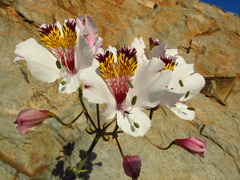 Alstroemeria magnifica maxima