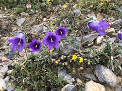 Campanula alpestris