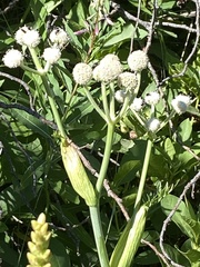 Angelica capitellata