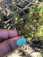 Cliffortia filifolia