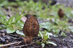 Morchella importuna