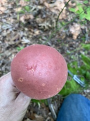 Lanmaoa pallidorosea