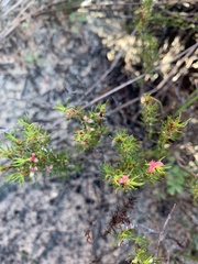 Cliffortia filifolia