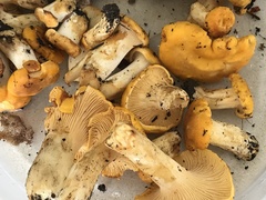 Cantharellus flavus