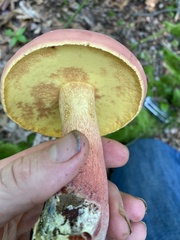 Lanmaoa pallidorosea