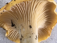 Cantharellus flavus