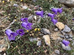 Campanula alpestris
