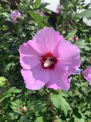 Hibiscus syriacus