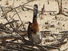 Curruca subcoerulea cinerascens