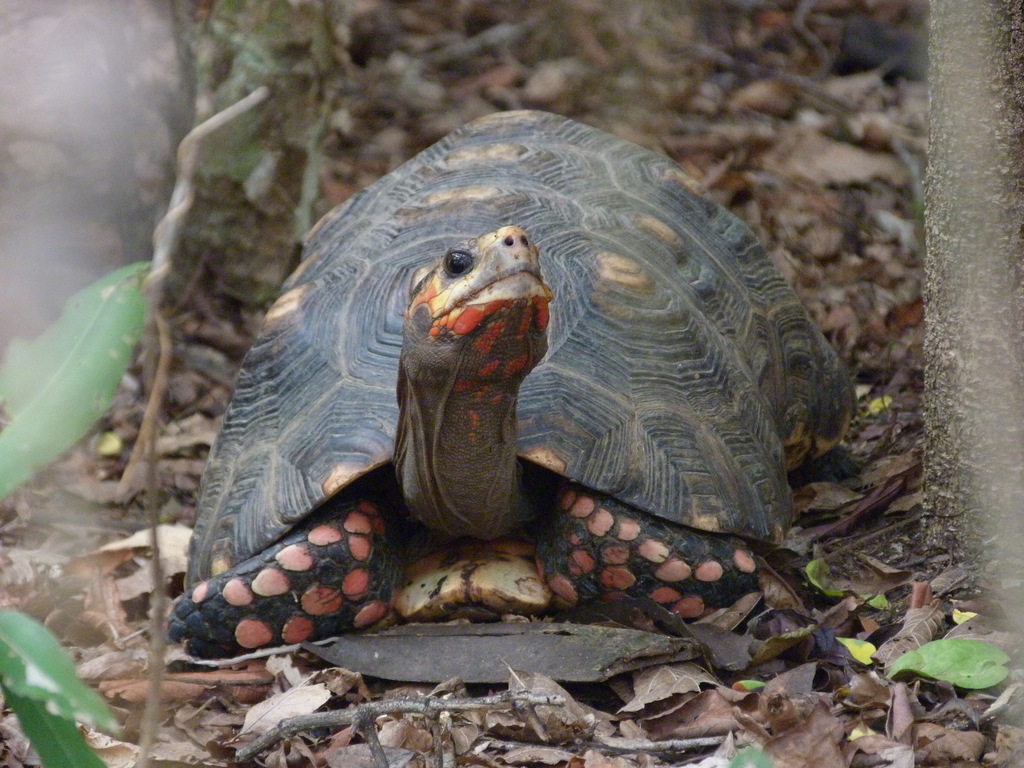 Morrocoy Sabanero (Vertebrados con Caparazón presentes en Colombia ...