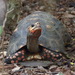 紅腿陸龜 - Photo 由 ivanlau 所上傳的 (c) ivanlau，保留部份權利CC BY-NC