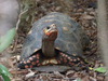 Red-footed Tortoise - Photo (c) ivanlau, some rights reserved (CC BY-NC), uploaded by ivanlau