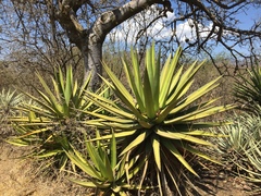Agave ghiesbreghtii